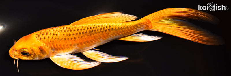 7.5" ORENJI MATSUBA BUTTERFLY
