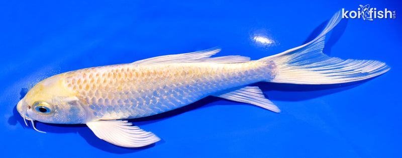 7" YAMABUKI OGON BUTTERFLY
