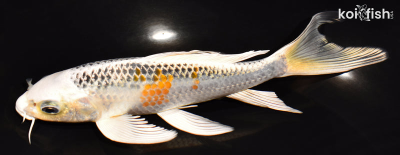 6.75" KUJAKU BUTTERFLY