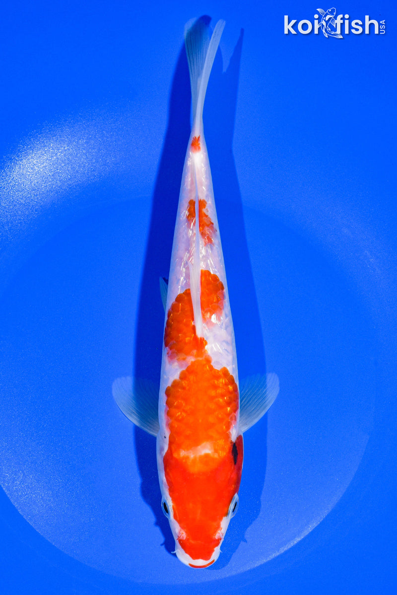 9" KOHAKU