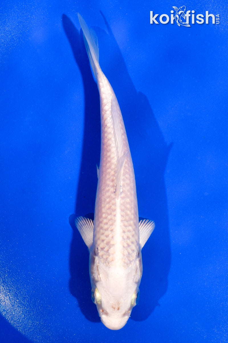 5" PLATINUM OGON
