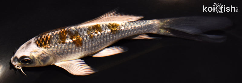 4.75" GINRIN BENI GINGA BUTTERFLY