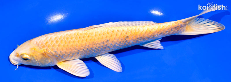 8" YAMABUKI OGON