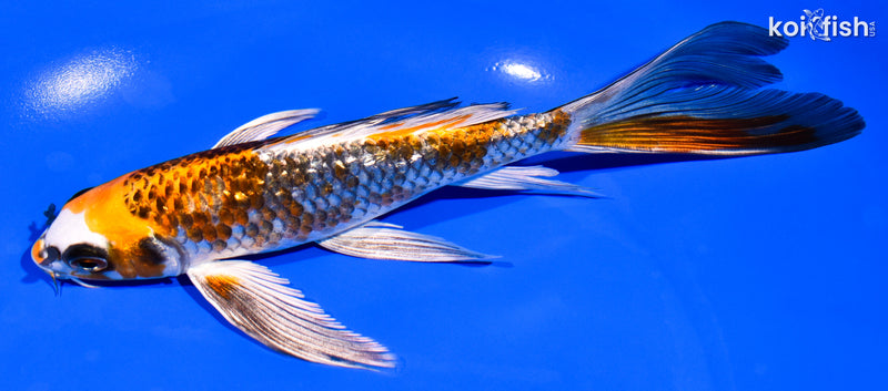 7.5" GINRIN BENI GINGA BUTTTERFLY