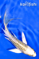 5.25" ARAGOKE KUJAKU BUTTERFLY