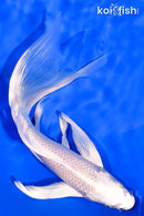 7.5" PLATINUM OGON BUTTERFLY