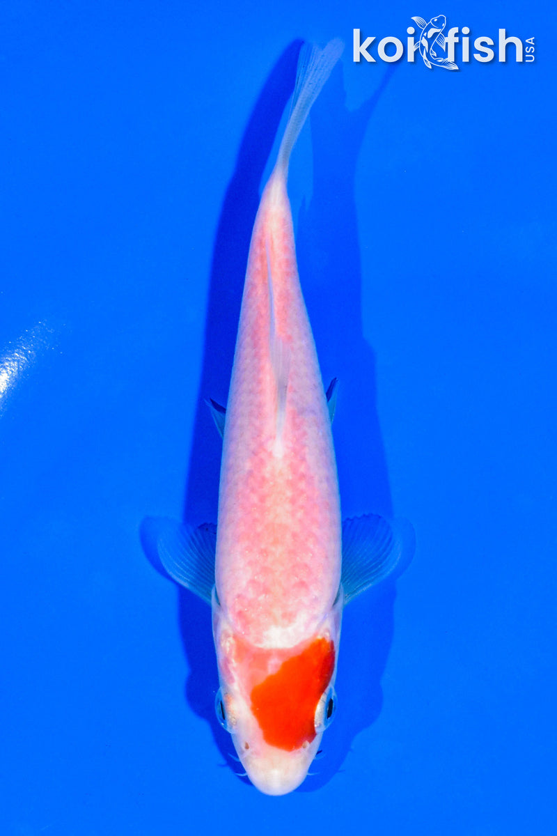 5" KOHAKU