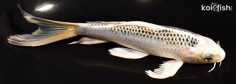 6.75" KUJAKU BUTTERFLY