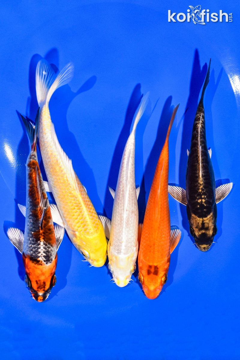 PACK OF (5) 4-5" STANDARD KOI