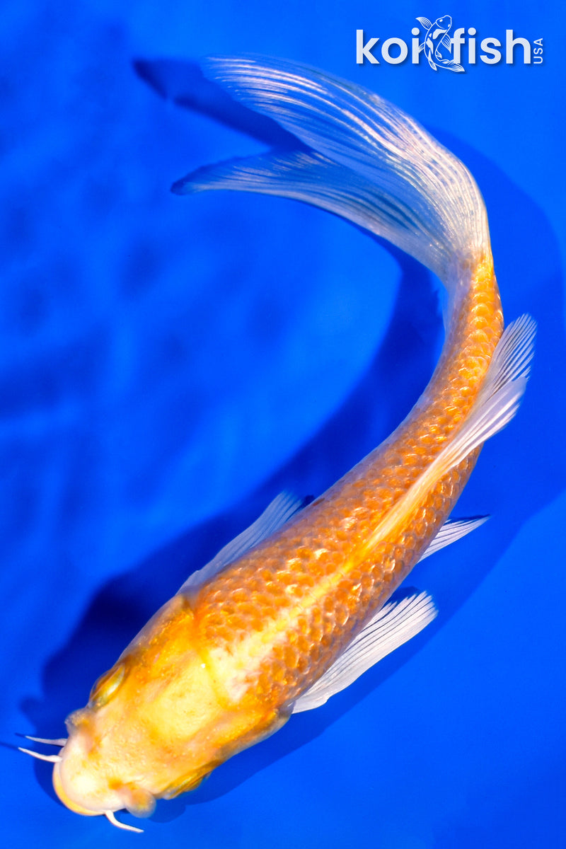 4.75" GINRIN YAMABUKI OGON BUTTERFLY