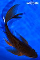 7.5" CHAGOI BUTTERFLY