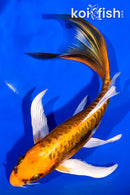 7.25" ARAGOKE BENI KIKOKURYU BUTTERFLY