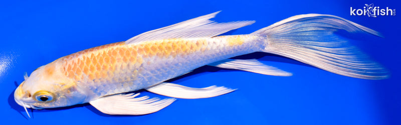 8.25" LEMON HARIWAKE BUTTERFLY