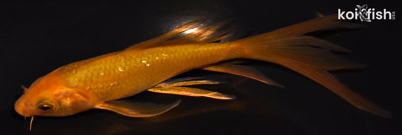 5.25" CHAGOI BUTTERFLY