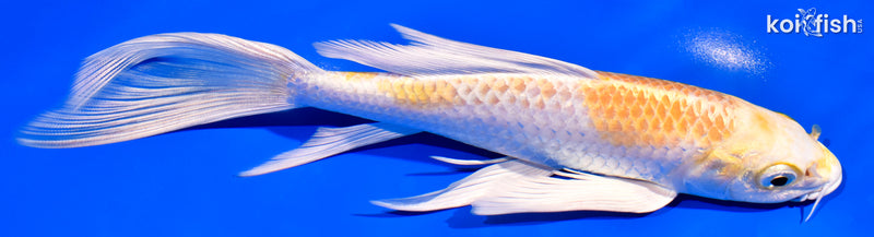 8.25" LEMON HARIWAKE BUTTERFLY