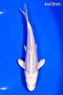 6.75" DOITSU PLATINUM OGON