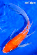 7.75" KOHAKU BUTTERFLY