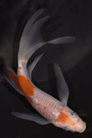 5.25" OCHIBA SHIGURE BUTTERFLY