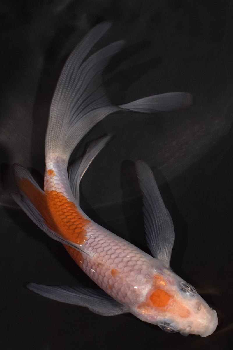 5.25" OCHIBA SHIGURE BUTTERFLY