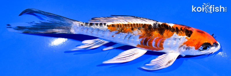 6" ARAGOKE BENI KIKOKURYU BUTTERFLY