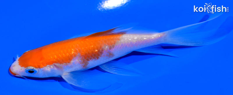 4" KUCHIBENI KOHAKU BUTTERFLY