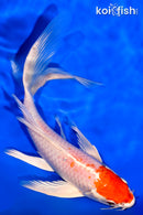 7.25" HARIWAKE BUTTERFLY