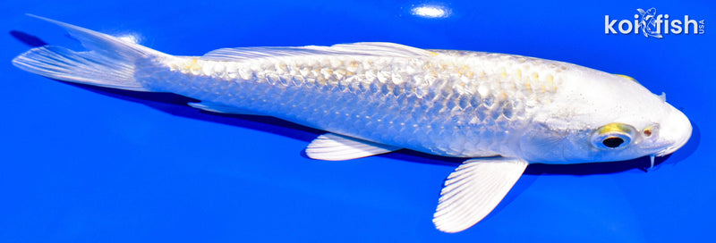 7.25" GINRIN PLATINUM OGON