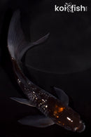 5.75" GINRIN OCHIBA SHIGURE BUTTERFLY