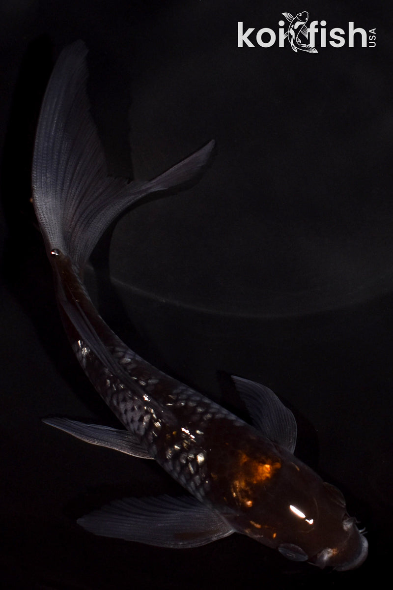 Chiba Aikoページ Ochiba Shigure Koi for Sale | Buy Ochiba Shigure | Koi Fish USA