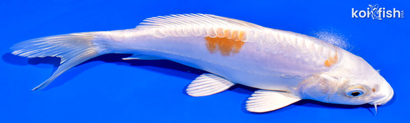 7.5" KIKUSUI