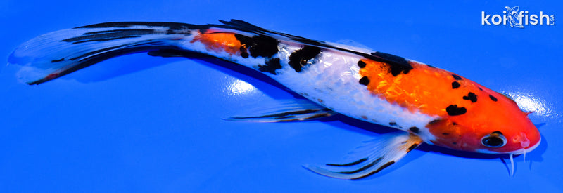 7.25" GINRIN SANKE BUTTERFLY