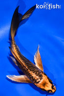 5" ARAGOKE BENI KIKOKURYU