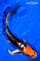 7.25" BENI KIKOKURYU BUTTERFLY