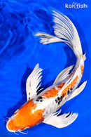 13.5" ARMOR SCALED HEISEI NISHIKI BUTTERFLY