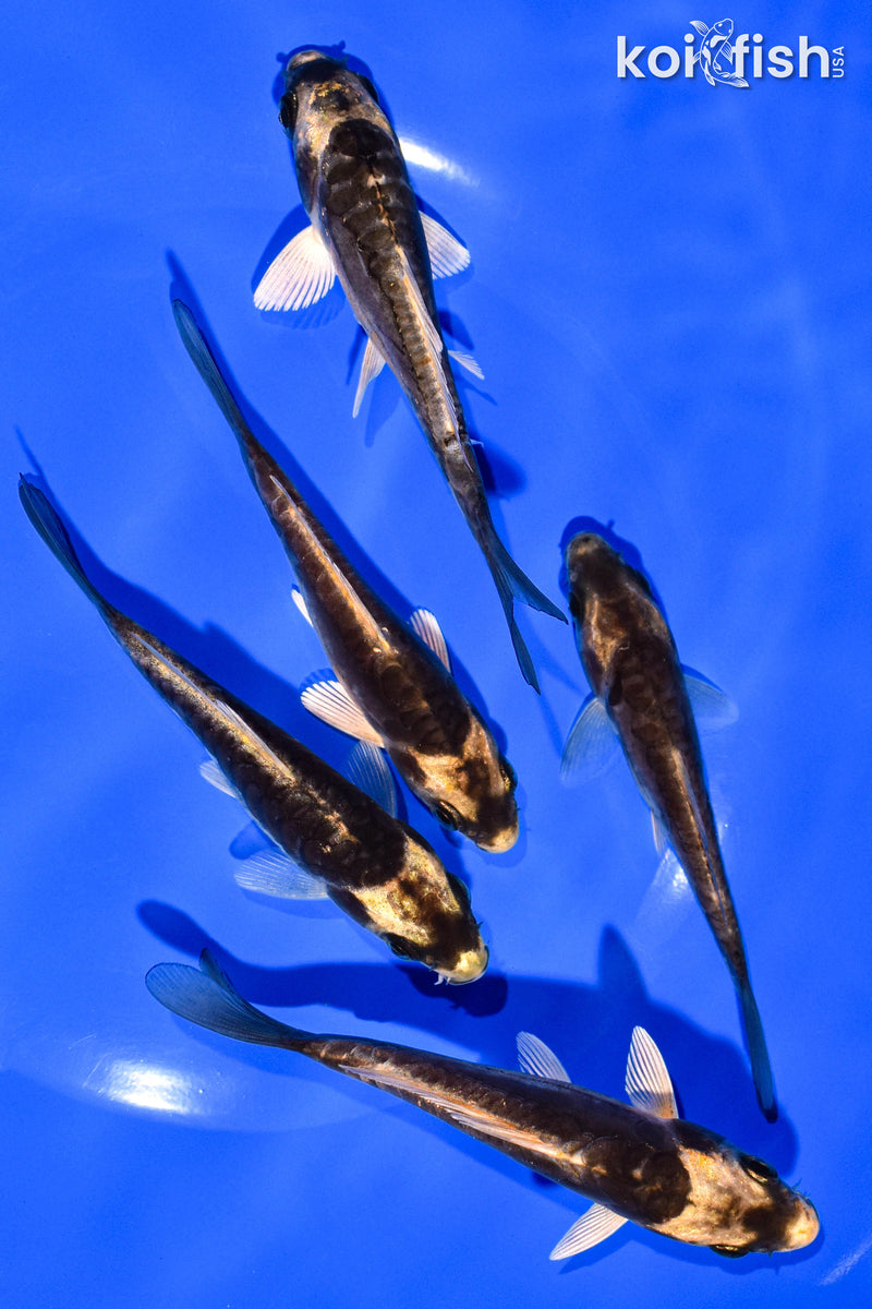 PACK OF (5) 4-5" STANDARD KOI