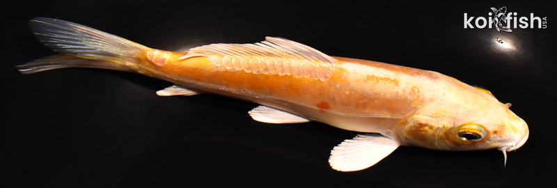 6" DOITSU YAMABUKI OGON