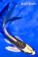 5" KIN KIKOKURYU BUTTERFLY