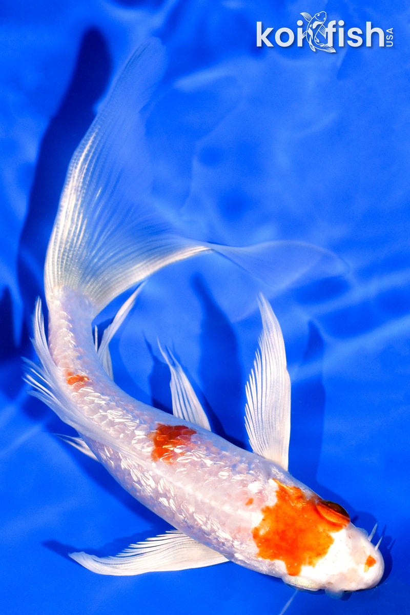 5.75" GINRIN HARIWAKE BUTTERFLY