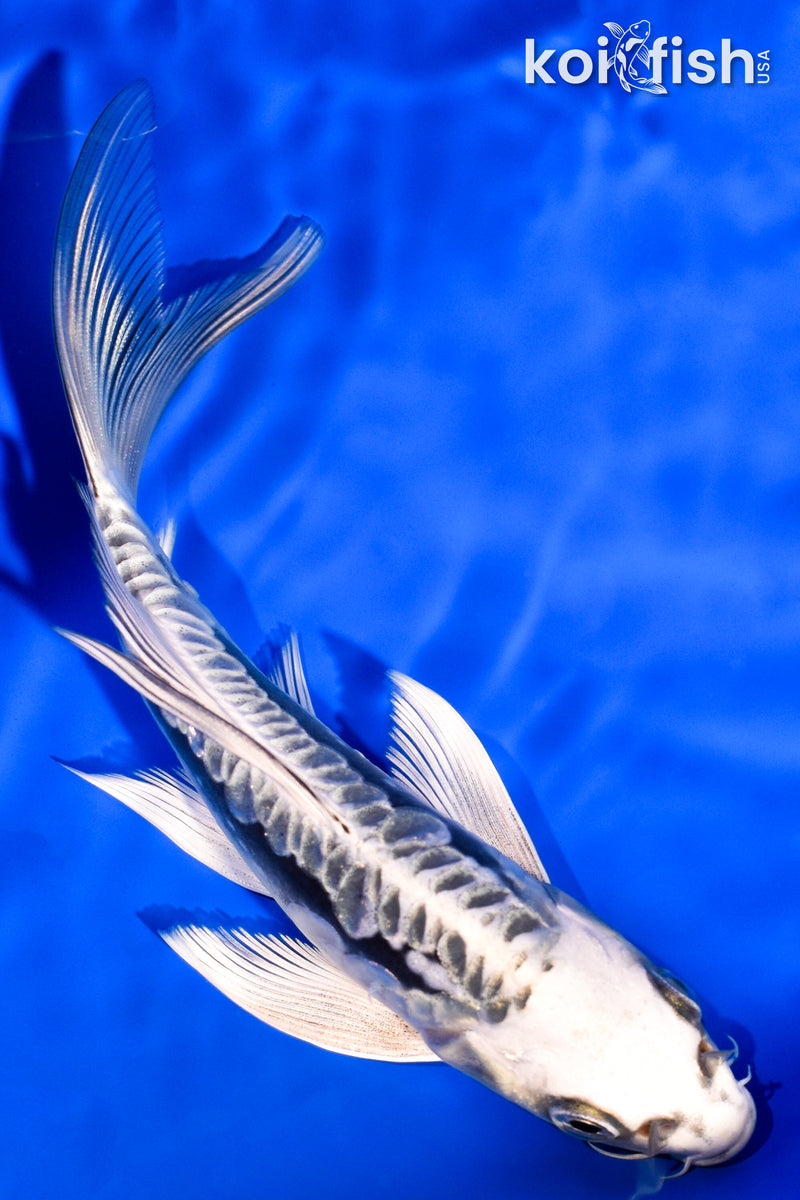 5.75" ARAGOKE KIKOKURYU BUTTERFLY