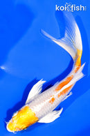 6.25" HARIWAKE BUTTERFLY