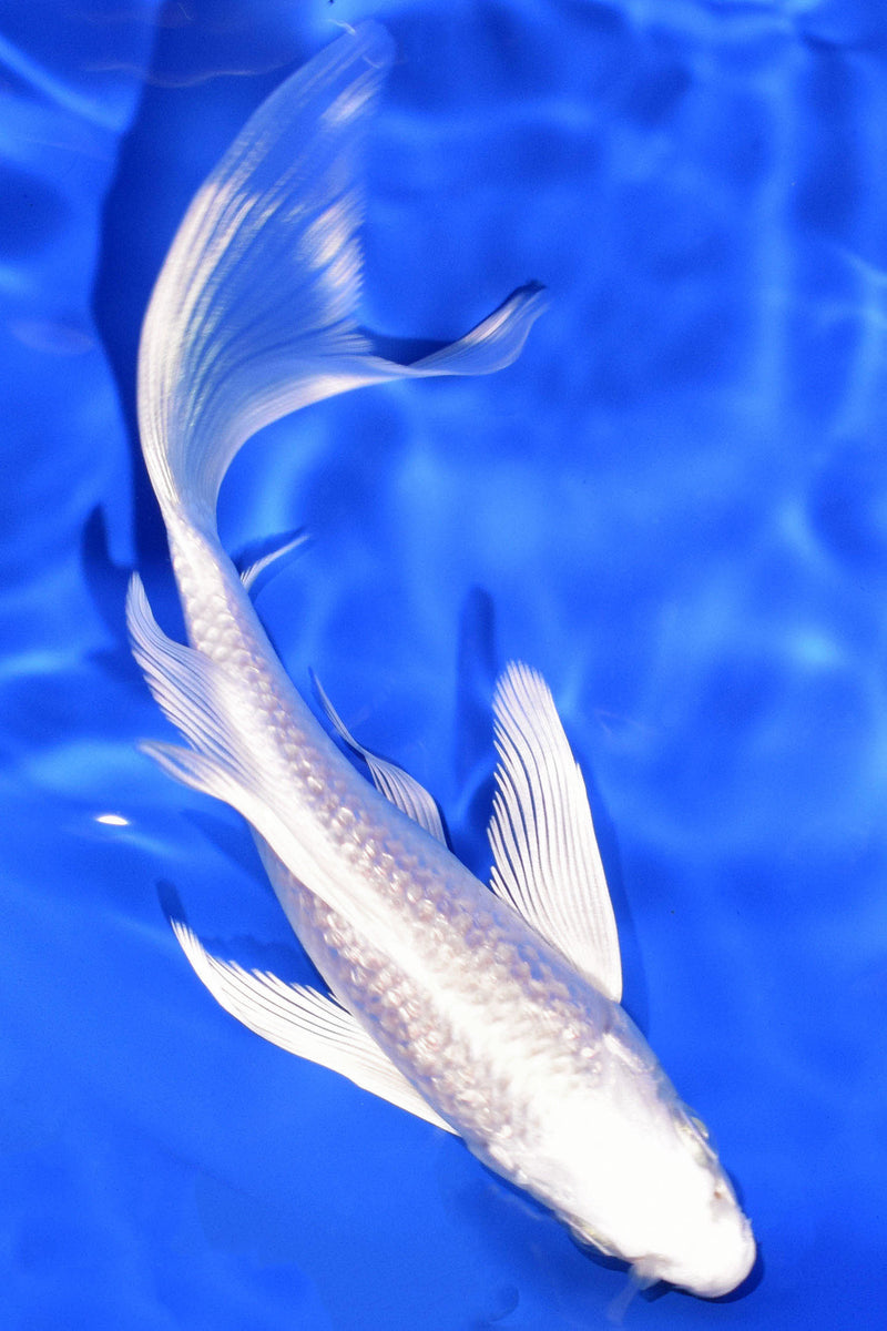 5.25" GINRIN PLATINUM OGON BUTTERFLY