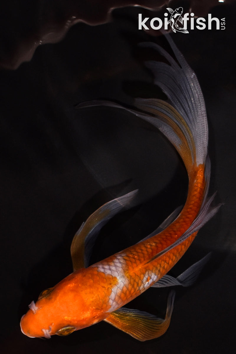 5.25" OCHIBA SHIGURE BUTTERFLY