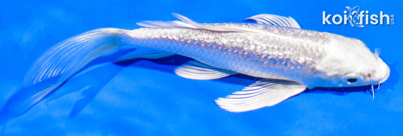 5" GINRIN PLATINUM OGON BUTTERFLY