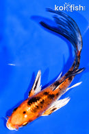 5.75" YAMATO NISHIKI BUTTERFLY