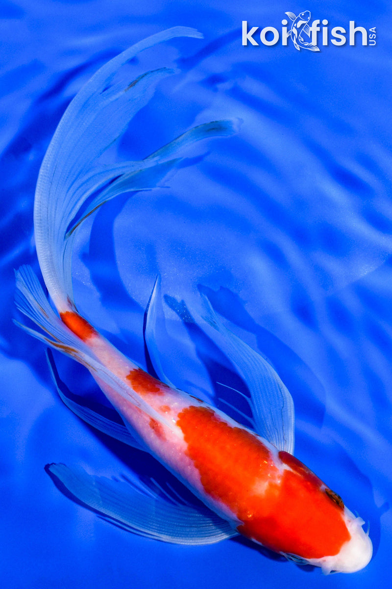 8.25" KOHAKU BUTTERFLY