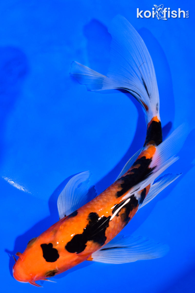 8" SANKE BUTTERFLY