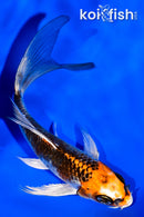 4.5" KUJAKU BUTTERFLY