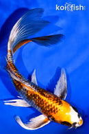 7.5" GINRIN BENI GINGA BUTTTERFLY