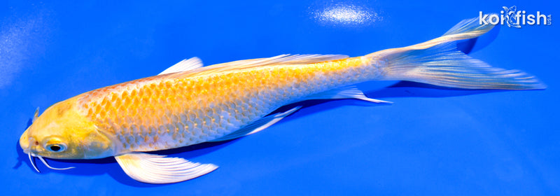 7.25" YAMABUKI OGON BUTTERFLY