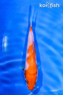 5" KOHAKU
